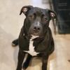 mydoggydante
