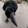 croncocioaradecompanie