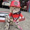 miss_luna_boss_cat