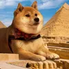 shibamemeoff