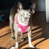 layla_the_bostonterrier
