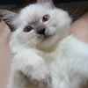 .tehpucukwangi
