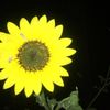 honeybee26_