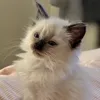 kumatheragdoll