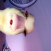lacey_302
