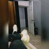 cesardbb18