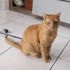 elgatitosinbotas