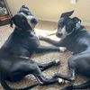 oreo_jaxson