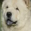 somun_thechow