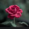 rosediak2
