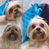 trio.petlove