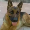 carlo_6505