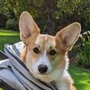 chaseycorgi