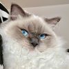 chloetheragdollcat