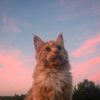 gracie_crossing123