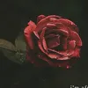 sehrish_94x