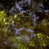 jerem_leaf