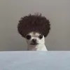 laurens_900