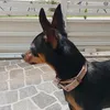 rockpincher