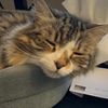 canadiankittycat