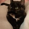 neomkitty3800