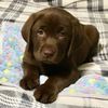 rocky.thechocolatelab