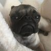 chato_g78