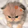 bidiendotxuat3