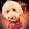 poodle_otto