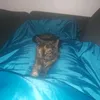 catycat600