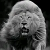 lion.heart1668