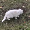 floomino