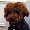 browniebrowntoypoodle