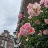 embracesfi_