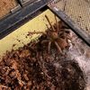 tarantula_queen