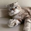 meaw_meaw5252