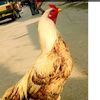 abdullah_butt313