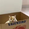 babyvalentino12