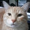 sleepy_cat02