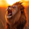 anees.khan794