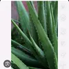 marciasuim