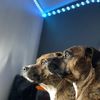 afleury1