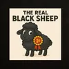 blacksheep953