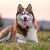 lordofthehuskies