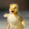 happyduck_official