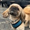 leonelperritoo