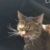 catmom_af