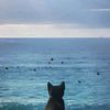 aquamarine_ocn