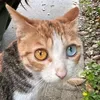 catwithhomophobia1