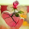 amjad1241